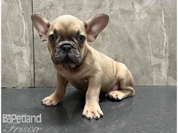 French Bulldog-DOG-Male-Blue Fawn-30157-Petland Frisco & Mckinney, Texas
