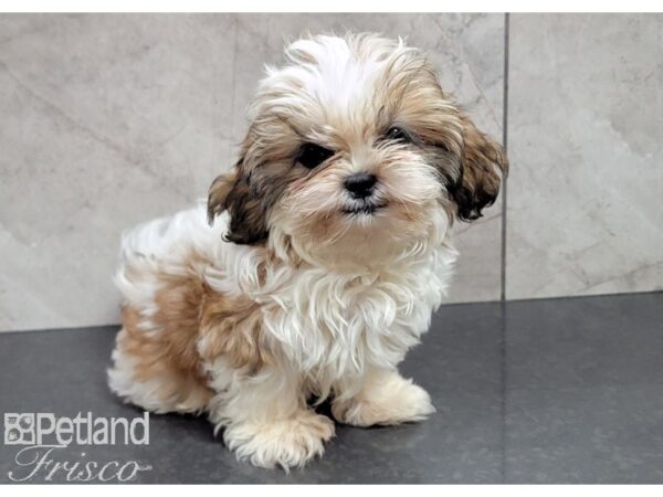 Shih Tzu DOG Female Red and White 30155 Petland Frisco, Texas