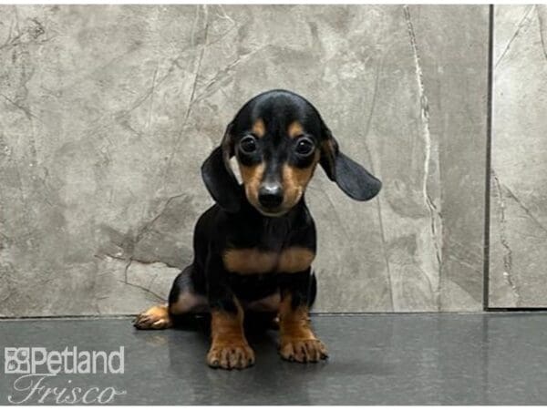 Miniature Dachshund DOG Female Black and Tan 30153 Petland Frisco, Texas