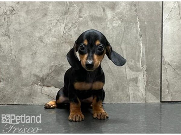 Miniature Dachshund-DOG-Female-Black and Tan-30153-Petland Frisco & Mckinney, Texas