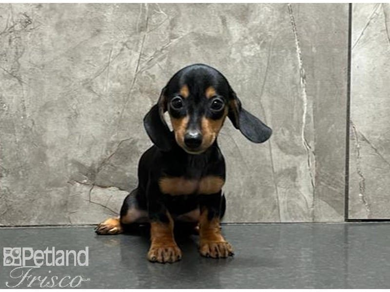 Miniature Dachshund-DOG-Female-Black and Tan-3726249-Petland Frisco, Texas