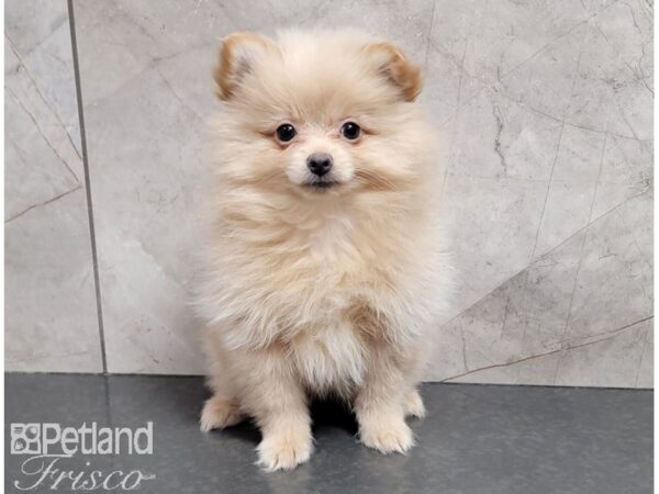 Pomeranian DOG Female Cream 30149 Petland Frisco, Texas