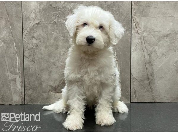 Miniature Sheepadoodle DOG Female White & Black Parti 30147 Petland Frisco, Texas