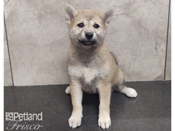 Shiba Inu DOG Female Apricot 30139 Petland Frisco, Texas