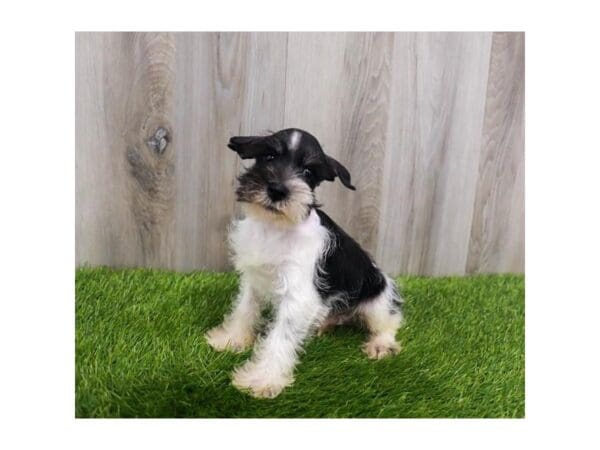 Miniature Schnauzer DOG Male Black & White 30179 Petland Frisco, Texas