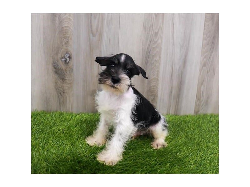 Miniature Schnauzer-DOG-Male-Black & White-3728609-Petland Frisco, Texas