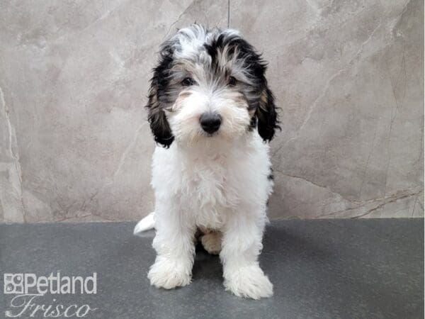 Miniature Bernedoodle-DOG-Male-Black, White, & Tan Parti-30146-Petland Frisco, Texas