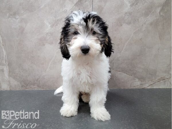 Miniature Bernedoodle DOG Male Black, White, & Tan Parti 30146 Petland Frisco, Texas