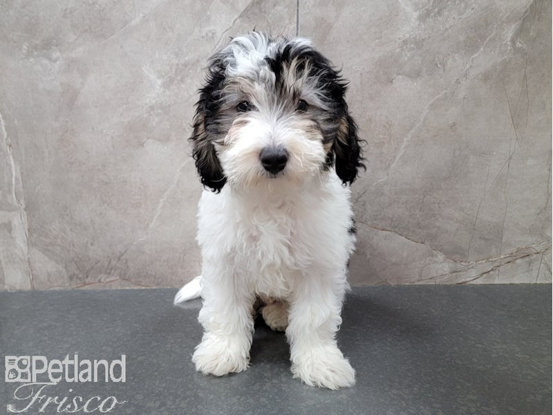 Bernepoo puppy deals