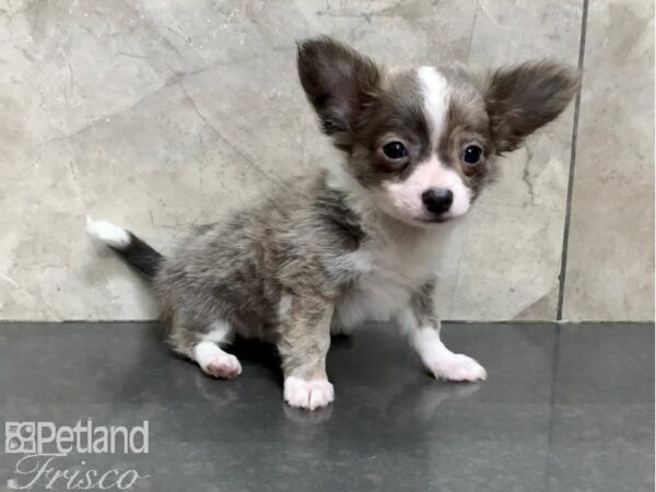 Chihuahua-DOG-Male-Blue and White-30150-Petland Frisco & Mckinney, Texas