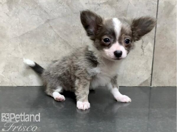 Chihuahua DOG Male Blue and White 30150 Petland Frisco, Texas