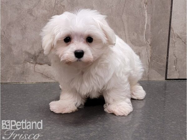 Maltese DOG Male White 30160 Petland Frisco, Texas