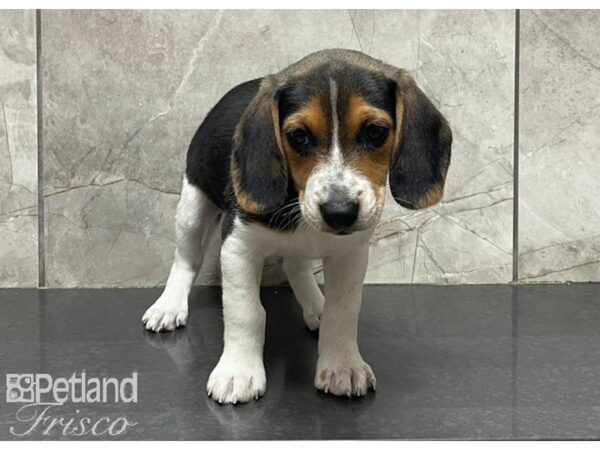 Beagle DOG Male Black White / Tan 30192 Petland Frisco, Texas