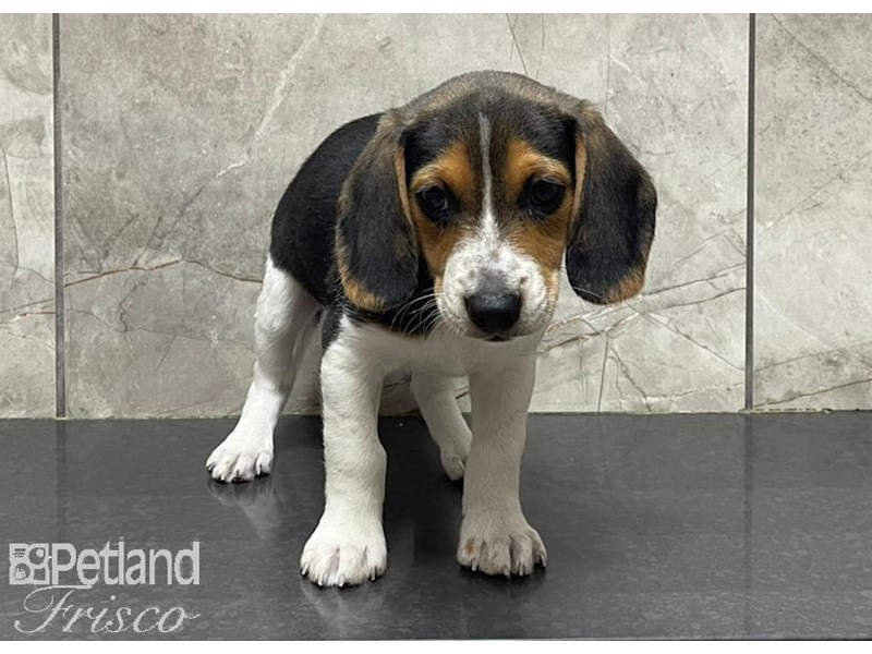 Beagle Puppy Black White / Tan ID:30192 Located at Petland Frisco