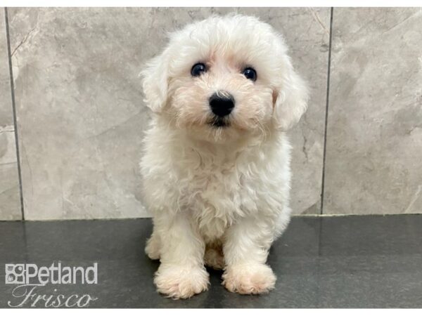 Bichon Frise-DOG-Male-White-30189-Petland Frisco & Mckinney, Texas