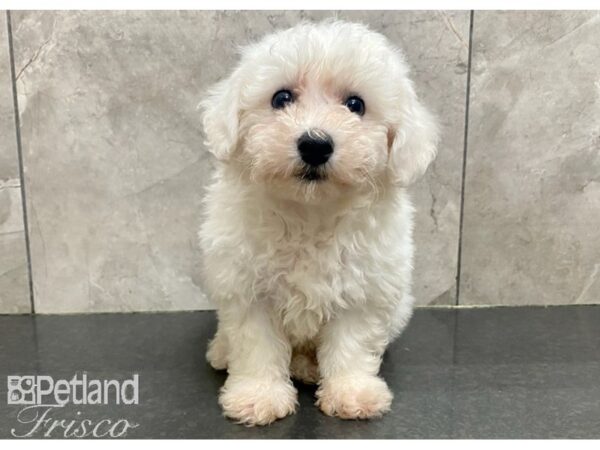 Bichon Frise DOG Male White 30189 Petland Frisco, Texas