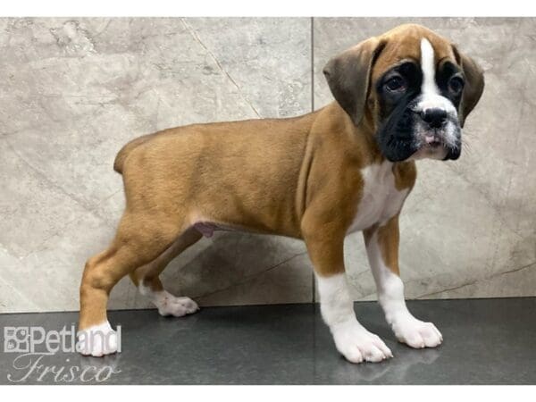Boxer-DOG-Male-Fawn-30188-Petland Frisco, Texas