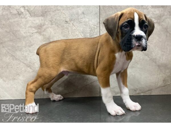 Boxer DOG Male Fawn 30188 Petland Frisco, Texas