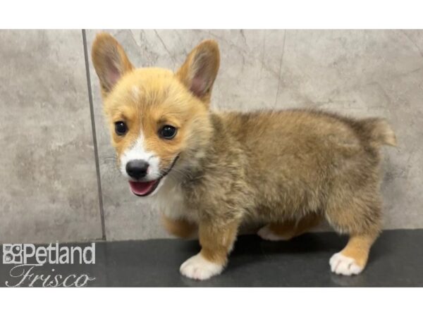 Pembroke Welsh Corgi-DOG-Male-Red Sable-30187-Petland Frisco, Texas