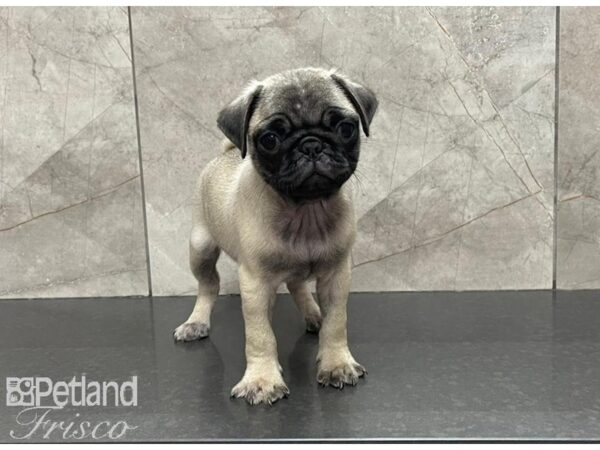 Pug DOG Female Fawn 30185 Petland Frisco, Texas