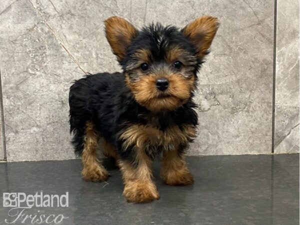 Yorkshire Terrier DOG Male Black / Tan 30183 Petland Frisco, Texas