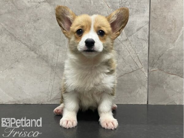 Pembroke Welsh Corgi DOG Female Red Sable 30182 Petland Frisco, Texas