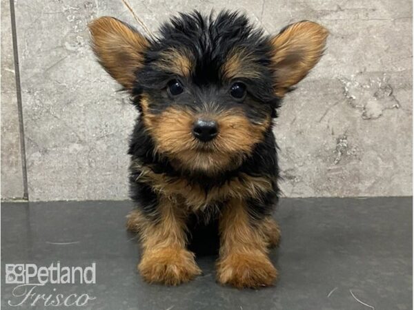 Yorkshire Terrier DOG Female Black / Tan 30181 Petland Frisco, Texas