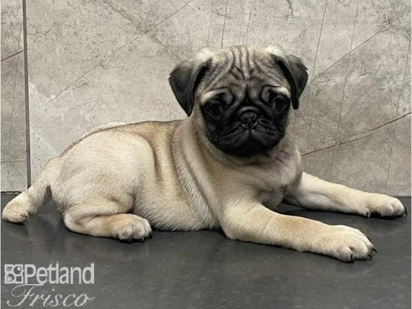 Pug DOG Male Fawn 30180 Petland Frisco, Texas