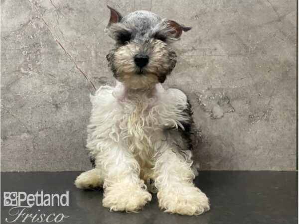 Miniature Schnauzer-DOG-Female-Salt / Pepper-30178-Petland Frisco, Texas