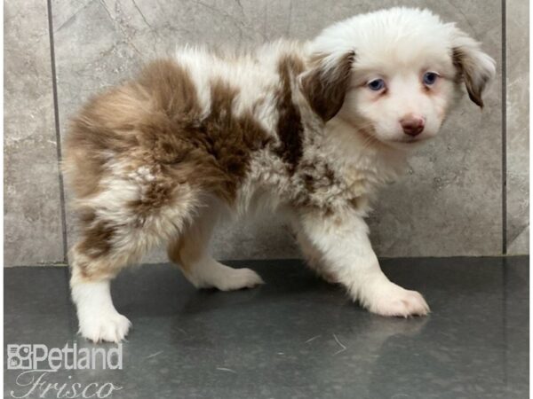 Australian Shepherd DOG Female Red Merle 30177 Petland Frisco, Texas