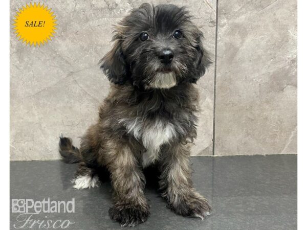 Havapoo-DOG-Female-Brindle-30184-Petland Frisco & Mckinney, Texas