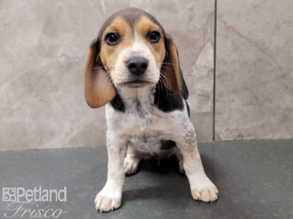 Beagle DOG Female Black White / Tan 30191 Petland Frisco, Texas