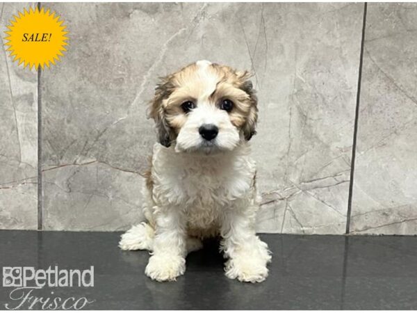 Cockachon DOG Female Brown and White 30094 Petland Frisco, Texas