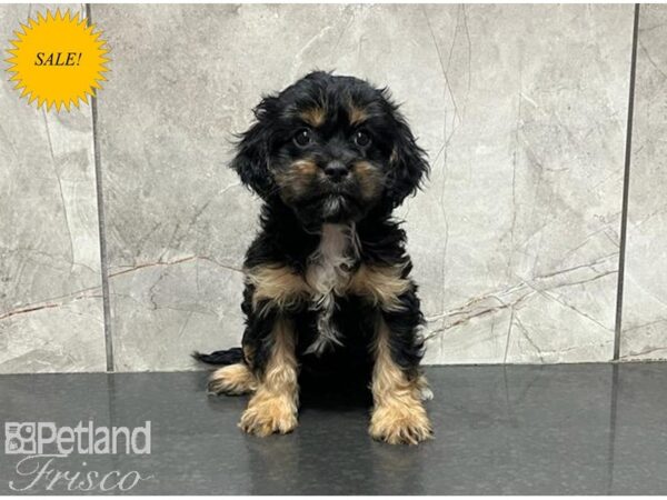 Cava Goldendoodle DOG Female Black and Tan 30095 Petland Frisco, Texas