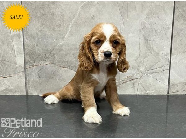 Cava Goldendoodle-DOG-Female-Apricot-30096-Petland Frisco, Texas