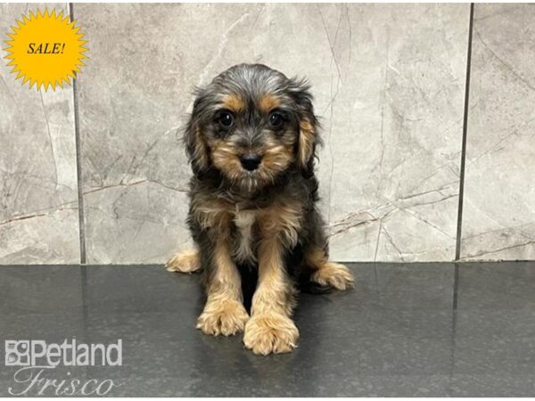 Cava Goldendoodle-DOG-Male-Blue Merle-30097-Petland Frisco & Mckinney, Texas