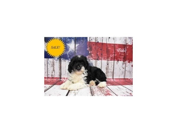 Mini Aussiepoo DOG Female Black and White 30101 Petland Frisco, Texas