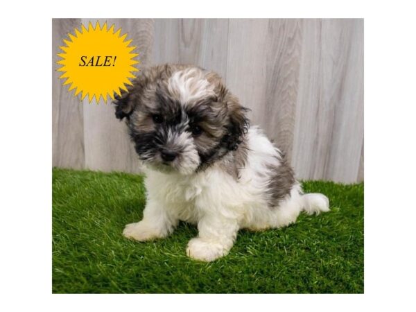 Havanese DOG Male Gold 30104 Petland Frisco, Texas