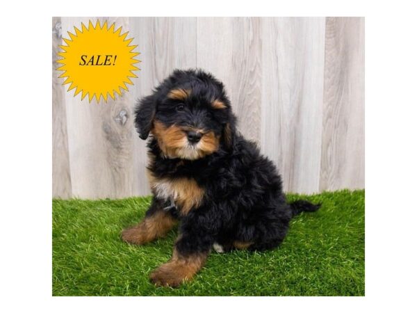 Bernedoodle Mini 2nd Gen DOG Male Black / Tan 30106 Petland Frisco, Texas