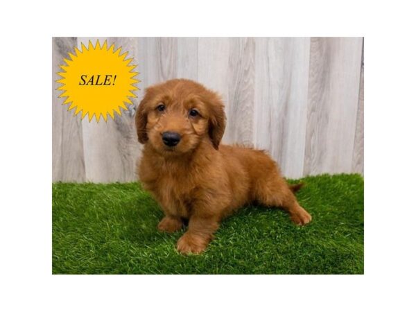 Goldendoodle Mini-DOG-Male-Red-30109-Petland Frisco, Texas