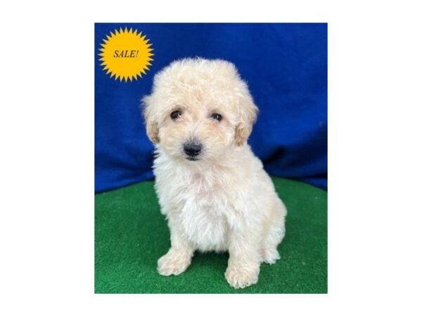 Maltipoo DOG Male Cream 30113 Petland Frisco, Texas