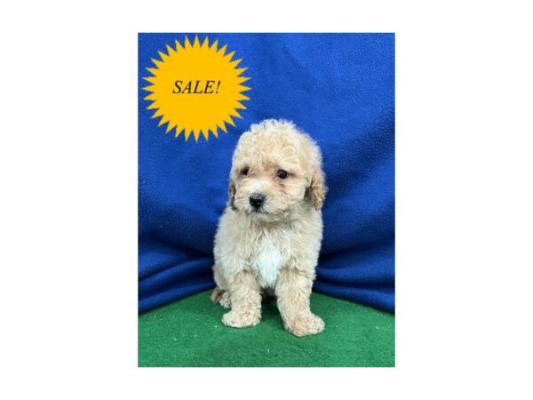 Maltipoo DOG Male Apricot 30114 Petland Frisco, Texas