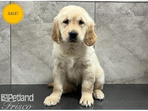 Golden Retriever DOG Female Gold 30115 Petland Frisco, Texas