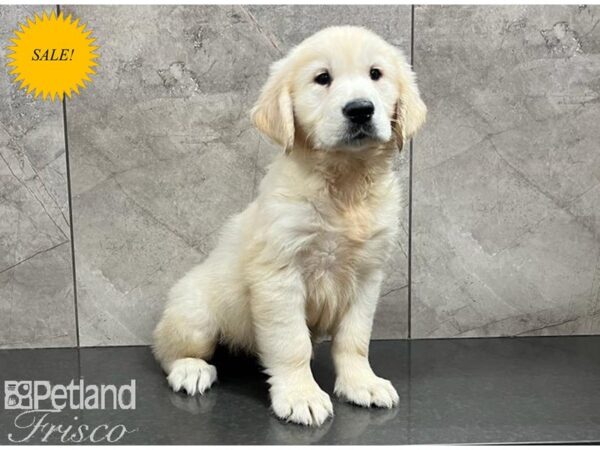 Golden Retriever DOG Male Light Golden 30118 Petland Frisco, Texas