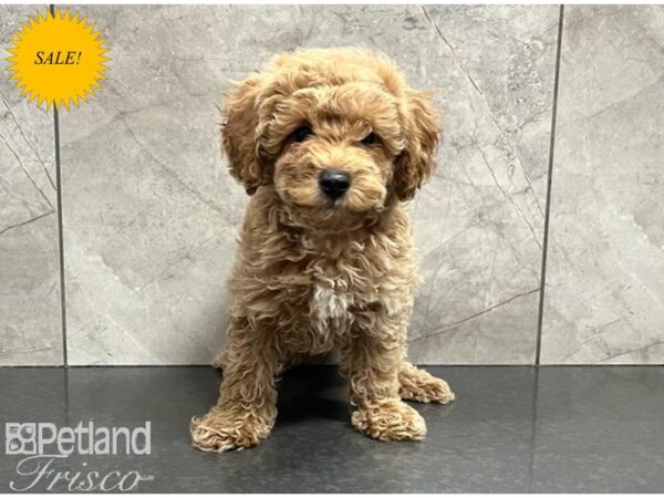 Poodle Mini DOG Male Red 30120 Petland Frisco, Texas