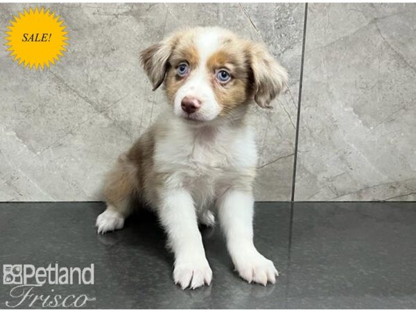 Miniature American Shepherd-DOG-Female-Red Merle-30122-Petland Frisco & Mckinney, Texas