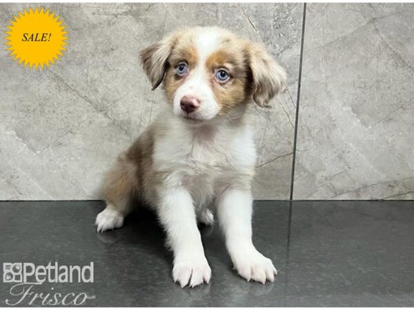 Miniature American Shepherd DOG Female Red Merle 30122 Petland Frisco, Texas