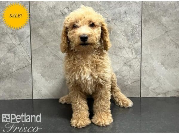 Goldendoodle Mini-DOG-Female-Cream-30124-Petland Frisco, Texas