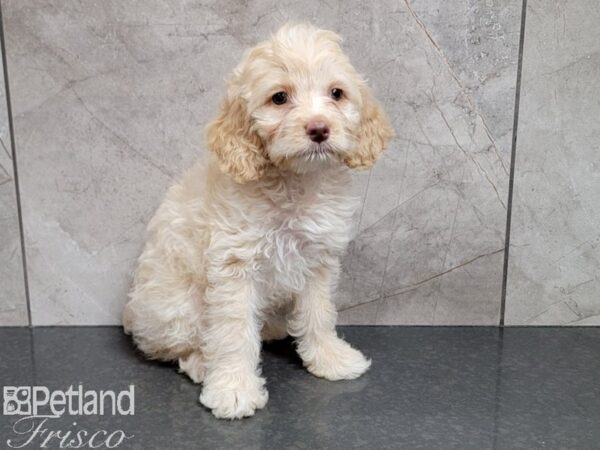 Cockapoo DOG Female Cream 30197 Petland Frisco, Texas