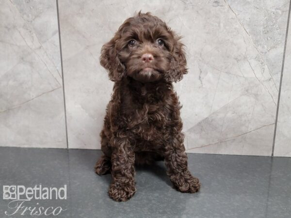 Cockapoo DOG Female Chocolate 30196 Petland Frisco, Texas